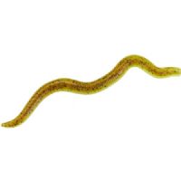 4005652007199 - Wiggle Worm - 8cm - 6 stk. - Flydende - Farve: Green Pumpkin - 133260002